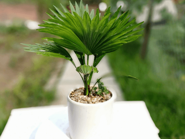 cây cảnh hà tĩnh