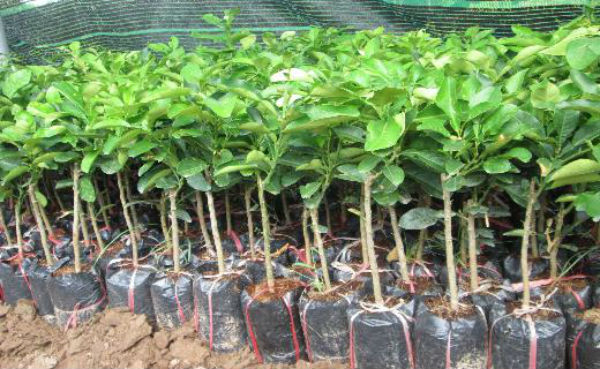 Địa chỉ cung cấp giống cây hà tĩnh