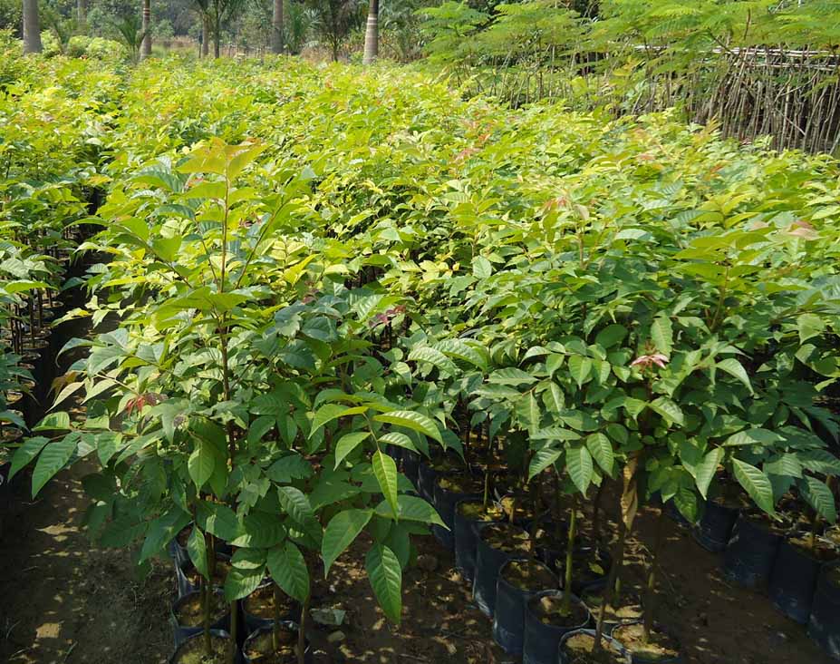 Địa chỉ cung cấp giống cây hà tĩnh