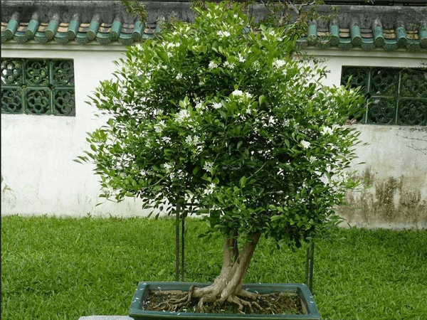 cây cảnh hà tĩnh