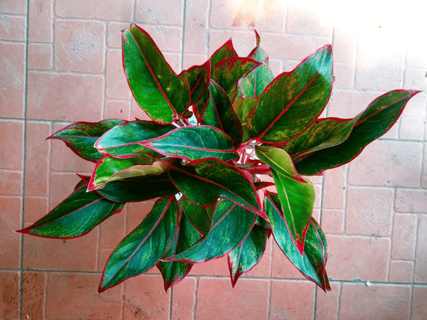 cây cảnh hà tĩnh