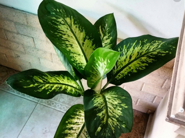 cây cảnh hà tĩnh