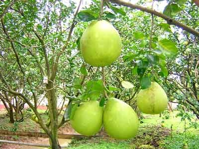 Top 7 Đặc sản Hà Tĩnh không thể không thử